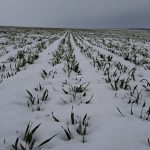 Компенсации аграриям Херсонщины за утраченный урожай: кто может получить и как подать заявку