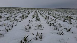 Компенсации аграриям Херсонщины за утраченный урожай: кто может получить и как подать заявку