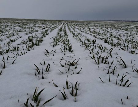 Компенсации аграриям Херсонщины за утраченный урожай: кто может получить и как подать заявку