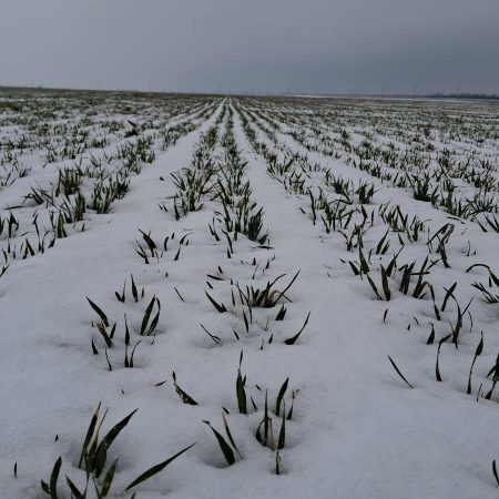 Компенсации аграриям Херсонщины за утраченный урожай: кто может получить и как подать заявку