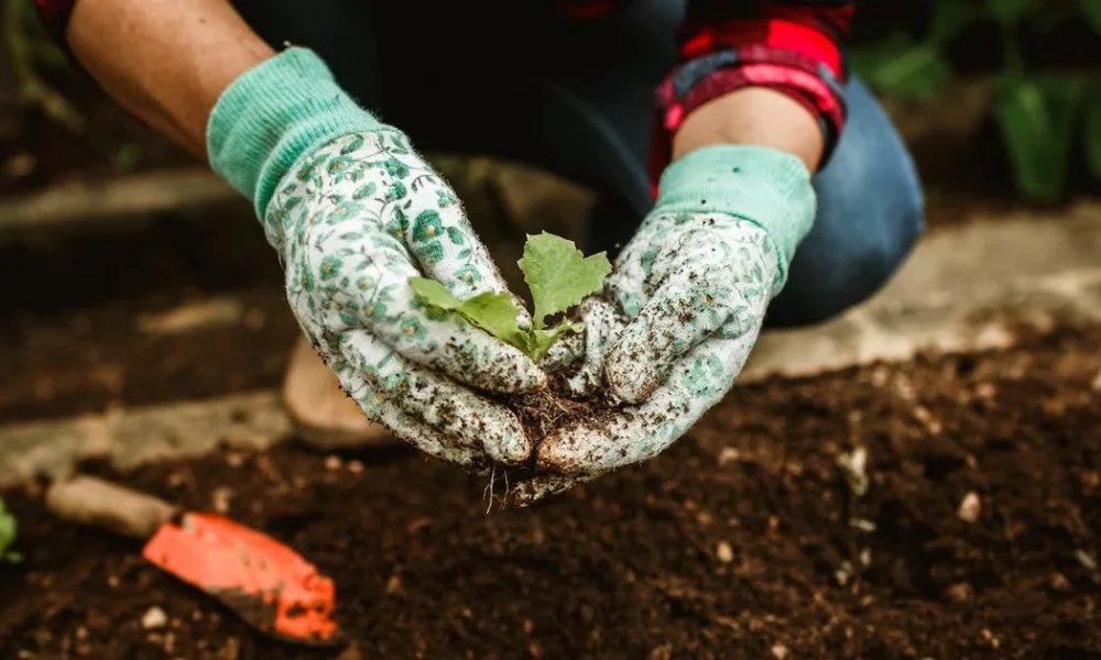 Лунный посевной календарь на апрель 2026: когда и что сажать?