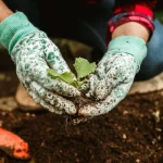 Лунный посевной календарь на апрель 2026: когда и что сажать?