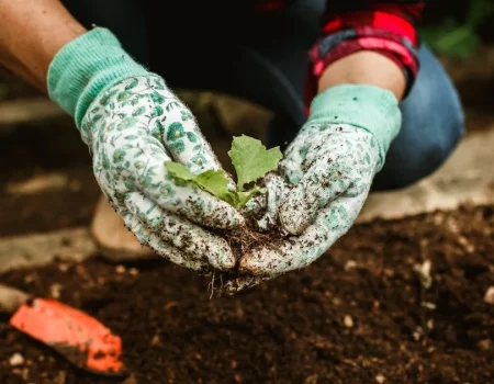 Лунный посевной календарь на апрель 2026: когда и что сажать?