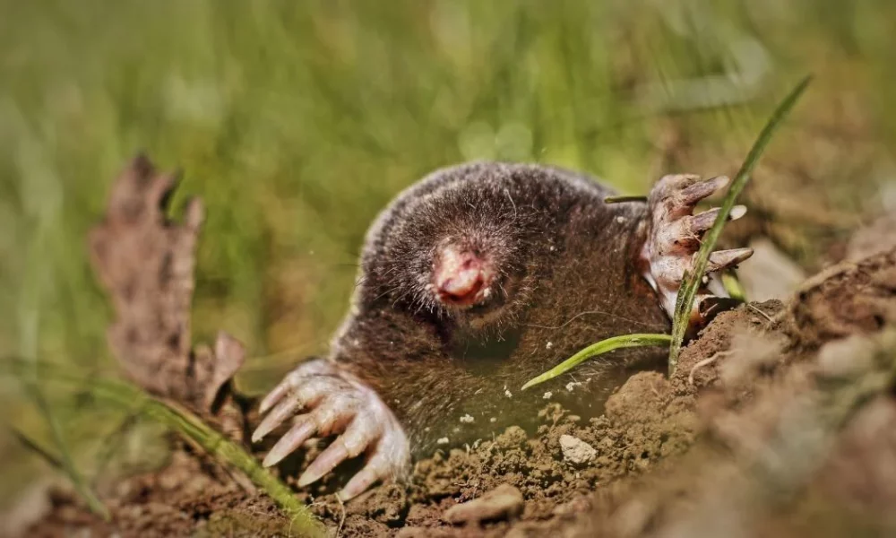 Как избавиться от кротов на участке: простой способ с обычной специей