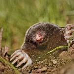 Как избавиться от кротов на участке: простой способ с обычной специей