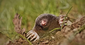 Как избавиться от кротов на участке: простой способ с обычной специей