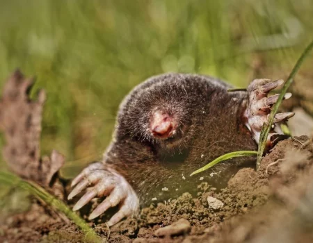 Как избавиться от кротов на участке: простой способ с обычной специей