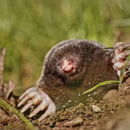 Как избавиться от кротов на участке: простой способ с обычной специей