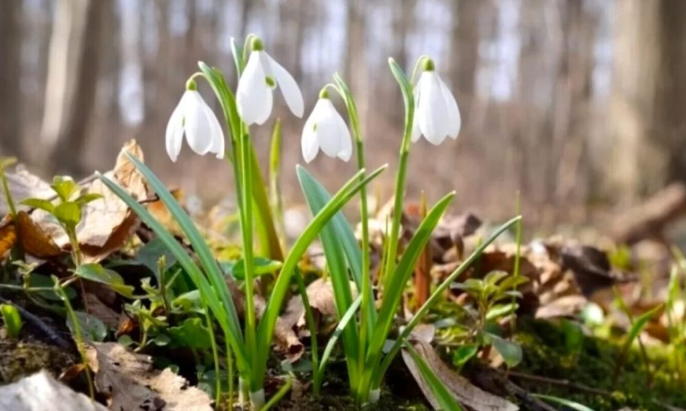 Погода в Украине на завтра 18 марта: температура воздуха по регионам и где ждать дожди