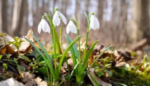 Резкое похолодание после тепла в Украине: когда ударят заморозки