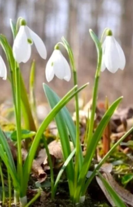 Погода в Украине на завтра 18 марта: температура воздуха по регионам и где ждать дожди