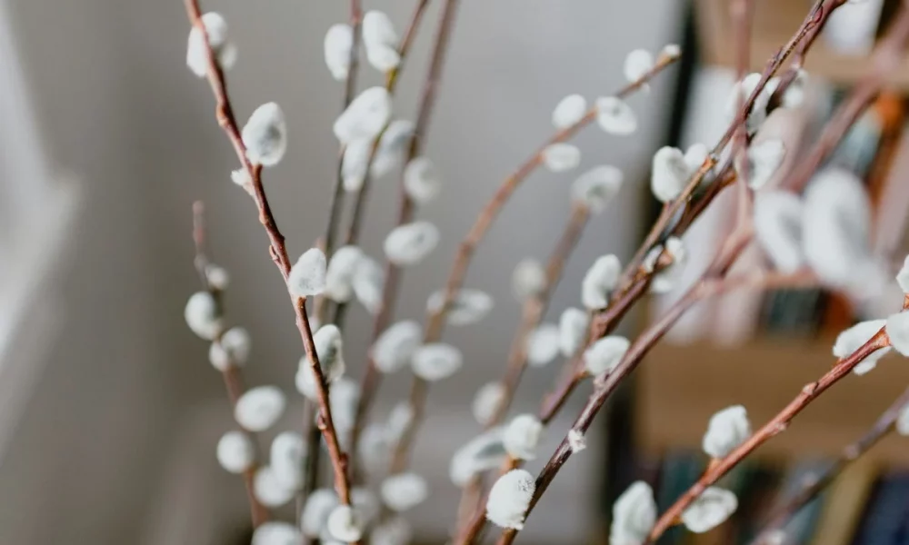 Когда Вербное воскресенье 2026: дата, традиции, значение праздника и поздравления