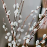 Когда Вербное воскресенье 2026: дата, традиции, значение праздника и поздравления