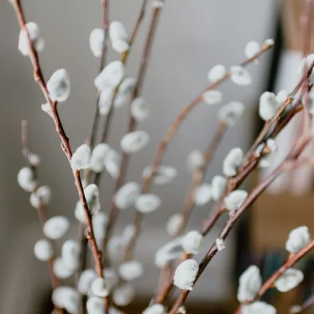 Когда Вербное воскресенье 2026: дата, традиции, значение праздника и поздравления