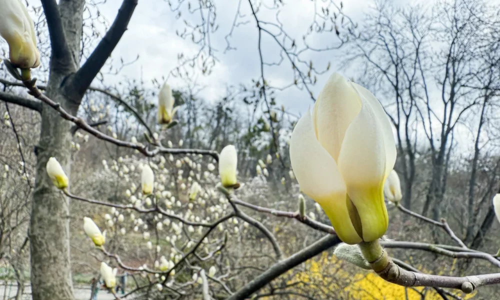 В Киеве зацвели сакуры и магнолии: где сделать идеальные фото весной 2026 — лучшие локации