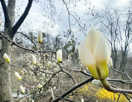 В Киеве зацвели сакуры и магнолии: где сделать идеальные фото весной 2026 — лучшие локации
