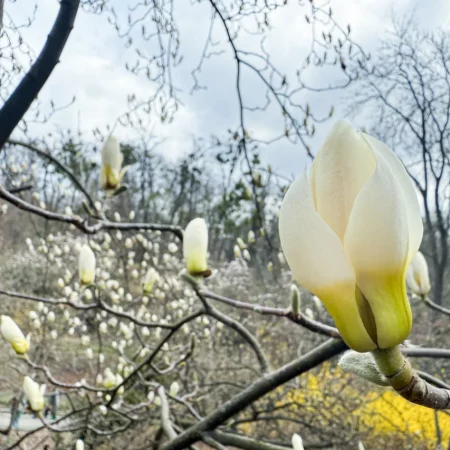 В Киеве зацвели сакуры и магнолии: где сделать идеальные фото весной 2026 — лучшие локации