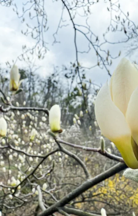 В Киеве зацвели сакуры и магнолии: где сделать идеальные фото весной 2026 — лучшие локации