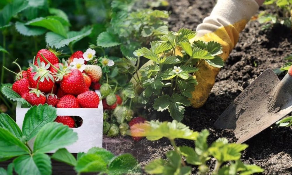 Когда сажать клубнику весной 2026, чтобы кусты быстро прижились и дали много ягод
