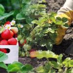 Когда сажать клубнику весной 2026, чтобы кусты быстро прижились и дали много ягод