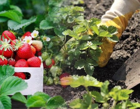 Когда сажать клубнику весной 2026, чтобы кусты быстро прижились и дали много ягод