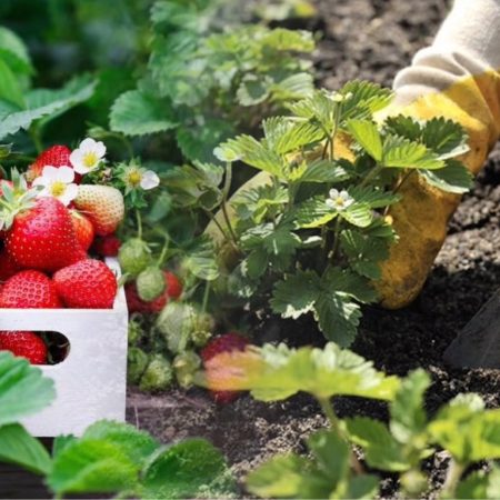 Когда сажать клубнику весной 2026, чтобы кусты быстро прижились и дали много ягод